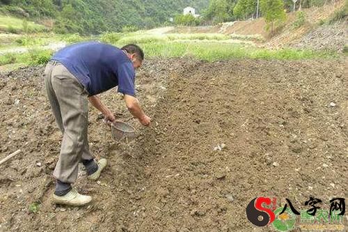 梦见坑里种花生