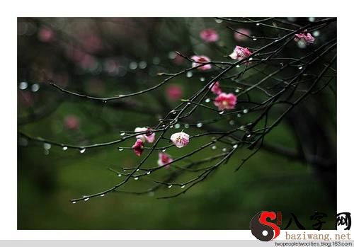 梦见春雨