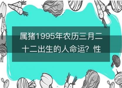 属猪1995年农历三月二十二出生的人命运？性格、感情、婚姻解析