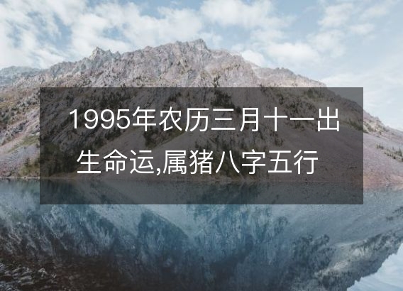 1995年农历三月十一出生命运,属猪八字五行 婚姻感情解析